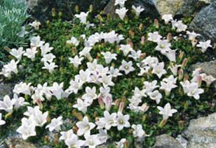 Campanula calaminthifolia